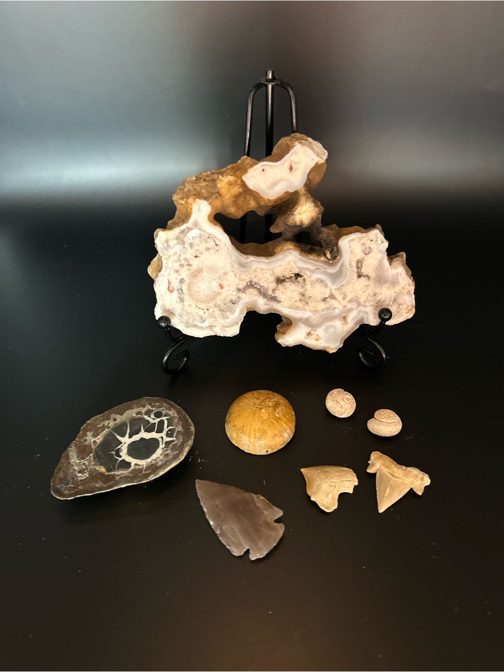 Natural Agate Slab with Fossils & Shark Teeth